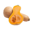 butternut