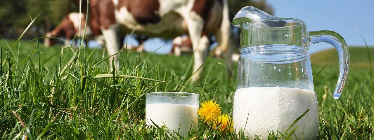 De bonnes raisons de préférer le lait bio au lait non bio