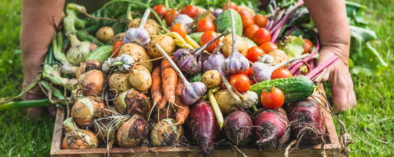 Légumes issus de l'agriculture Bio