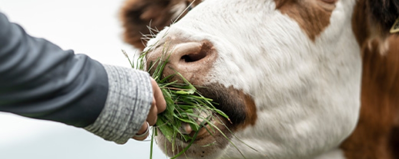 Vache qui mange de l'herbe