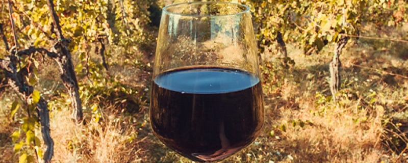 Verre de vin dans les vignes
